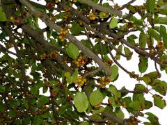 Ficus lutea