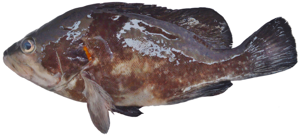 Peruvian Seabass
