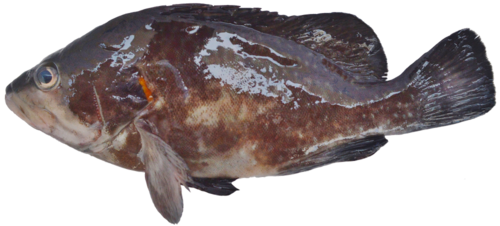 Geschilderde wirrah (Acanthistius pictus) — Serranidae