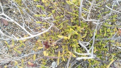 Crassula subaphylla subaphylla