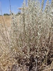 Artemisia bigelovii