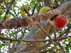 Ficus lutea