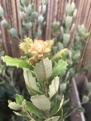 Banksia praemorsa