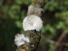 Hohenbuehelia cyphelliformis