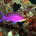 Purple Queenfish - Photo (c) Klaus Stiefel, some rights reserved (CC BY-NC)