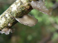 Hohenbuehelia cyphelliformis