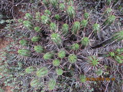 Euphorbia heptagona