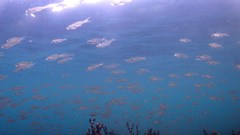 Ambassis jacksoniensis