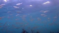 Ambassis jacksoniensis