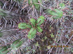 Euphorbia heptagona