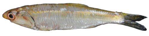 Langsnuit-ansjovis (Anchoa nasus) — Engraulidae — 3