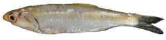 Anchoa nasus