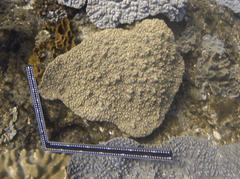 Sclerophytum variabilis