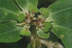Euphorbia heterophylla