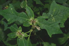 Euphorbia heterophylla