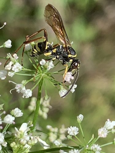 Spider Wasp photo 5