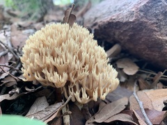 Lentaria byssiseda