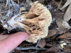 Lentaria byssiseda