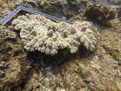 Sclerophytum variabilis