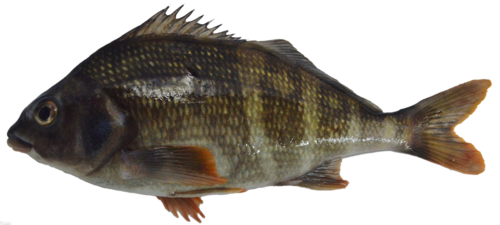 Peruvian morwong (Cheilodactylus variegatus) — Cheilodactylidae — 2