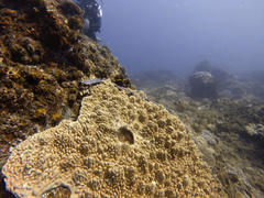 Sclerophytum variabilis