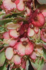 Euphorbia indivisa