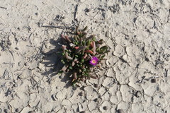 Disphyma crassifolium