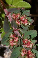 Euphorbia indivisa