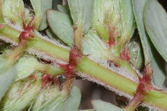 Euphorbia indivisa