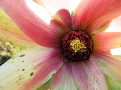 Leucadendron sessile