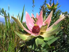 Leucadendron sessile