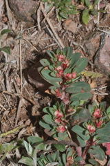 Euphorbia indivisa