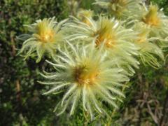 Phylica pubescens pubescens