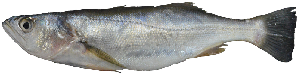 Common Peruvian weakfish (Cynoscion analis) — Sciaenidae