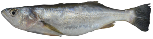 Common Peruvian weakfish (Cynoscion analis) — Sciaenidae