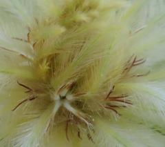 Phylica pubescens pubescens