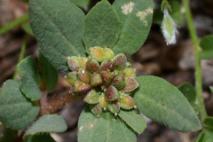 Euphorbia nocens
