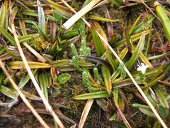 Astelia linearis