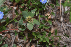 Euphorbia nocens