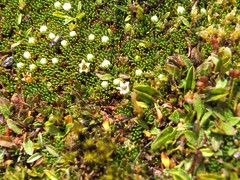 Dracophyllum muscoides