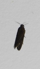 Cryptaspasma