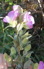 Podalyria variabilis