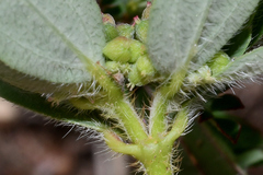 Euphorbia nocens