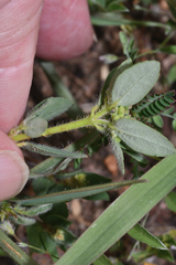 Euphorbia nocens