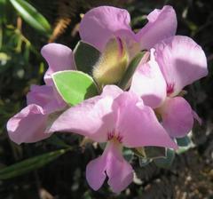 Podalyria variabilis