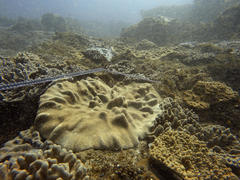 Lobophytum patulum