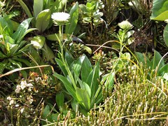 Celmisia holosericea