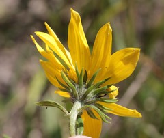 Helianthus nuttallii