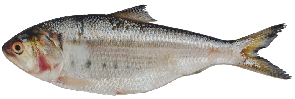 Pacific menhaden (Ethmidium maculatum) — Clupeidae