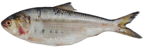 Pacific menhaden (Ethmidium maculatum) — Clupeidae